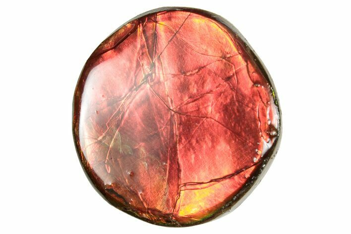 Flashy Ammolite (Fossil Ammonite Shell) - Brilliant Reds #357579